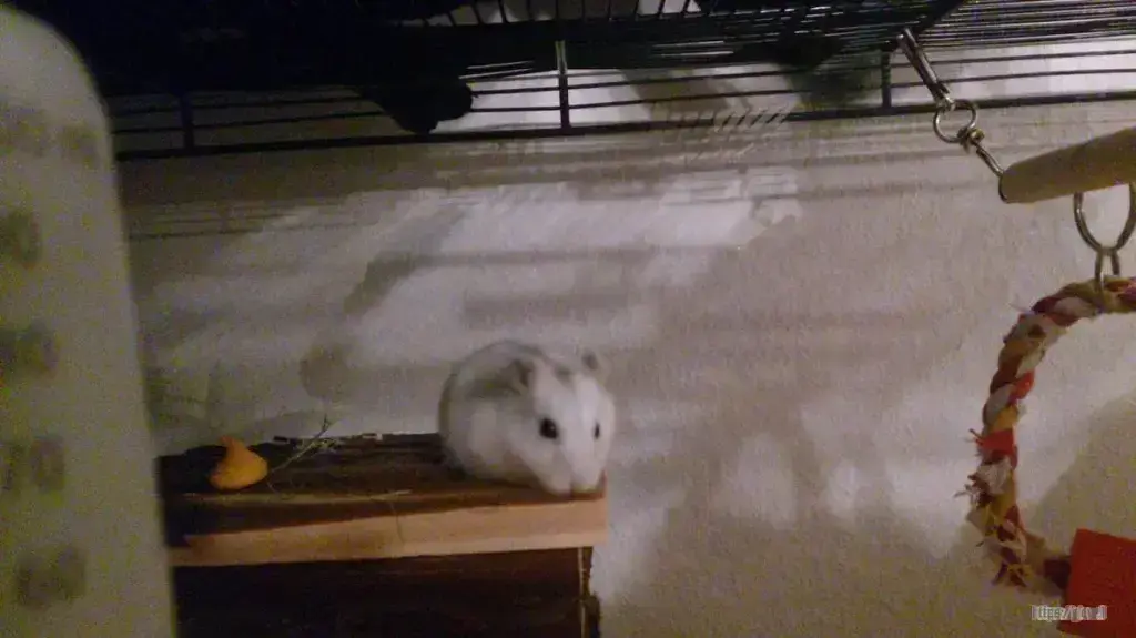Photo of my hamster