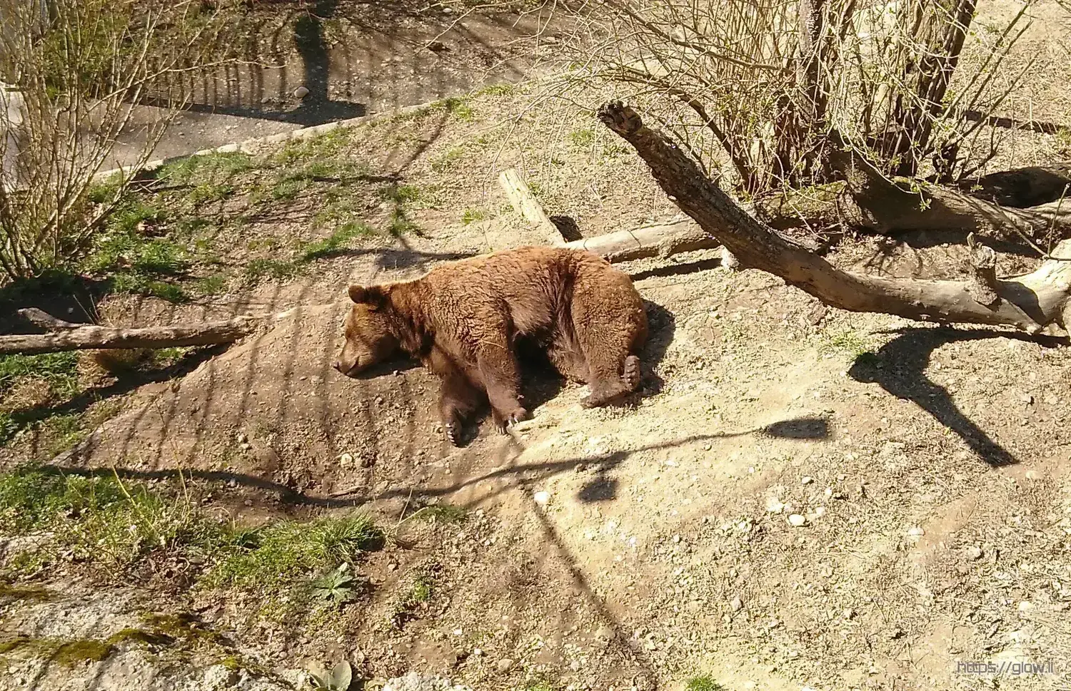 Bear sleeping in the sun