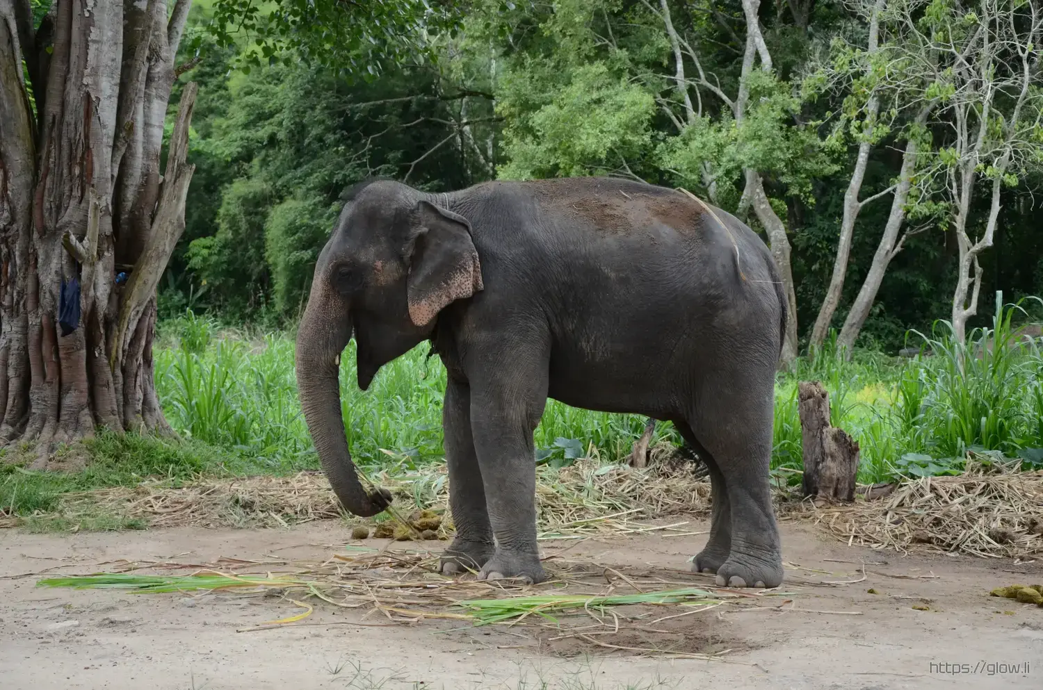 A photograph of an elephant