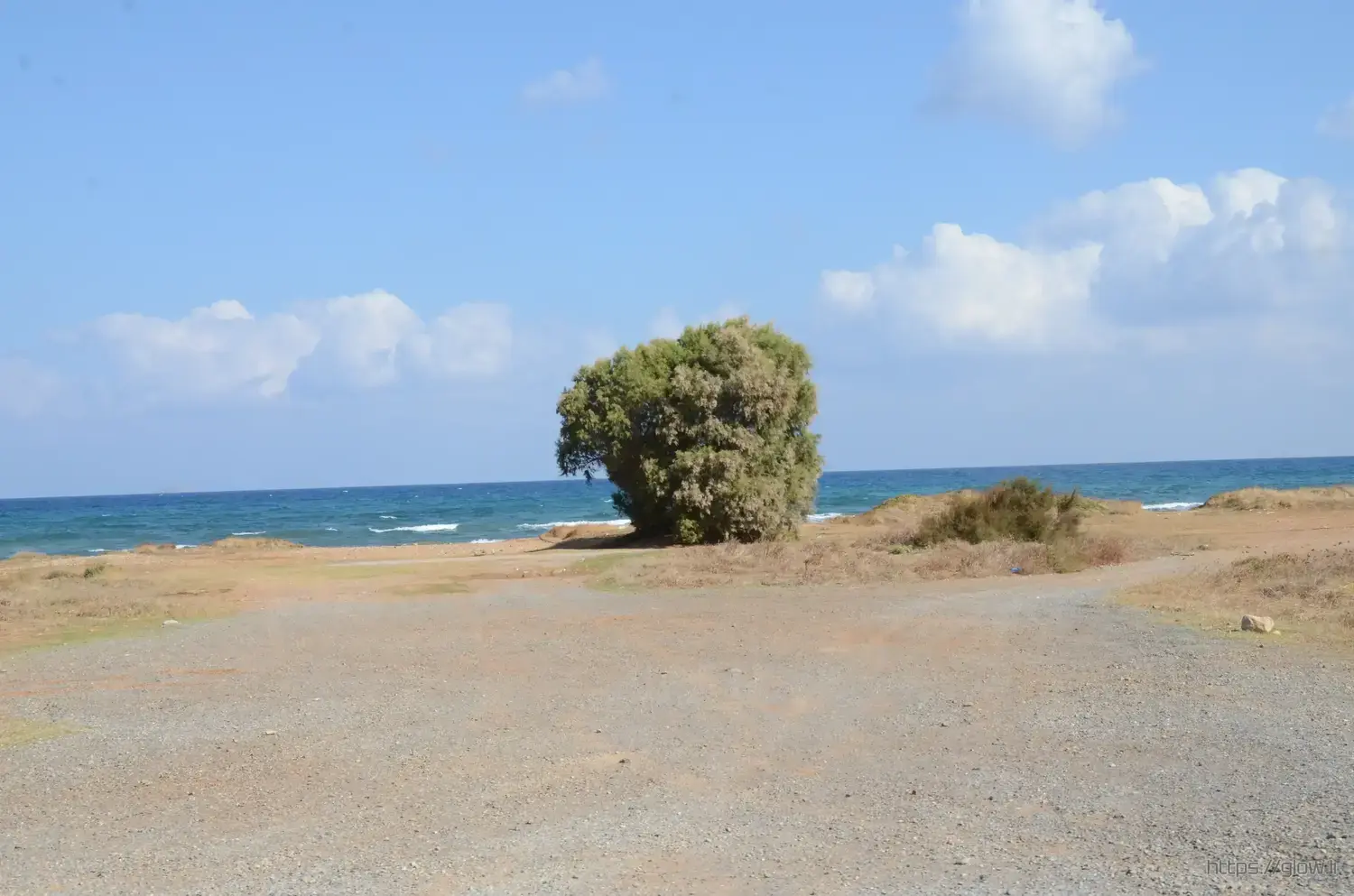 Tree on Crete